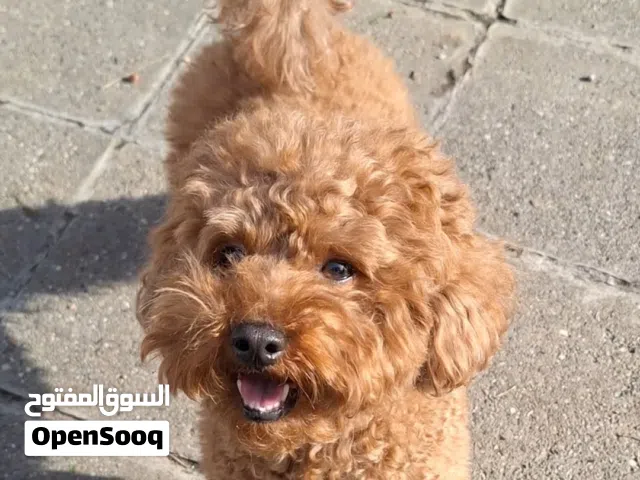 Toy Poodle puppy available for new home now (Male and Female)