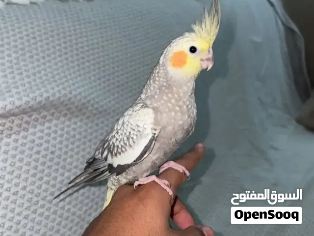 فرخ كروان توه مفطوم