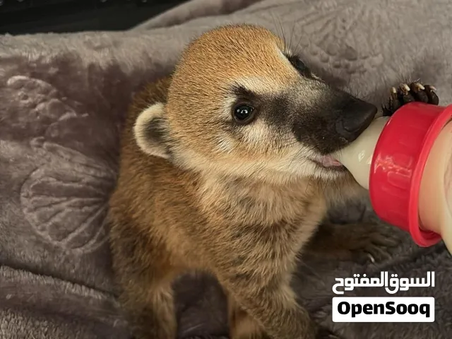 ناسو او الكواتي