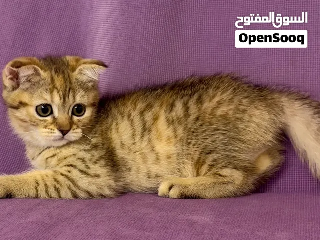 كتن سكوتش فولد تايغر للبيع متاح تقسيط عن طريق تابي