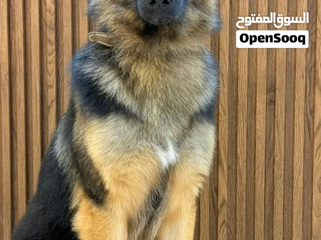 Two German Shepherd