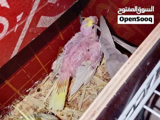 كوكتيل البيع شكري نضيف سعره 25