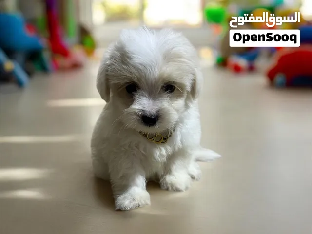 احلى واشيك ولد هافانيز Havanese ميني عنده 45 يوم