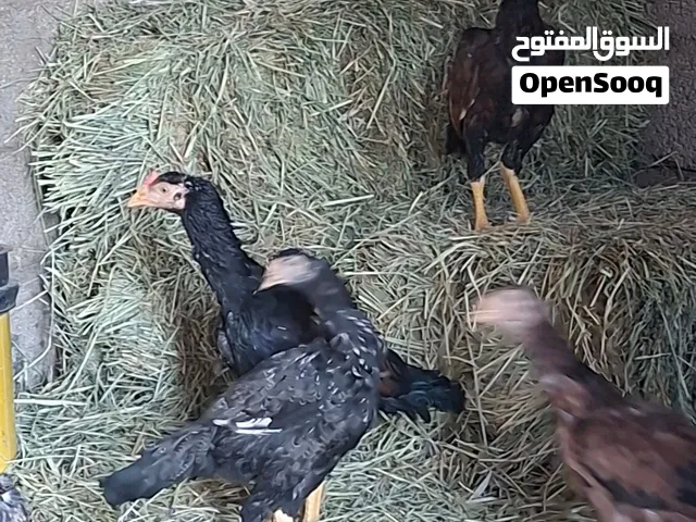 دجاج باكستاني سندي العمر 6 او 7 شهور  العدد 8