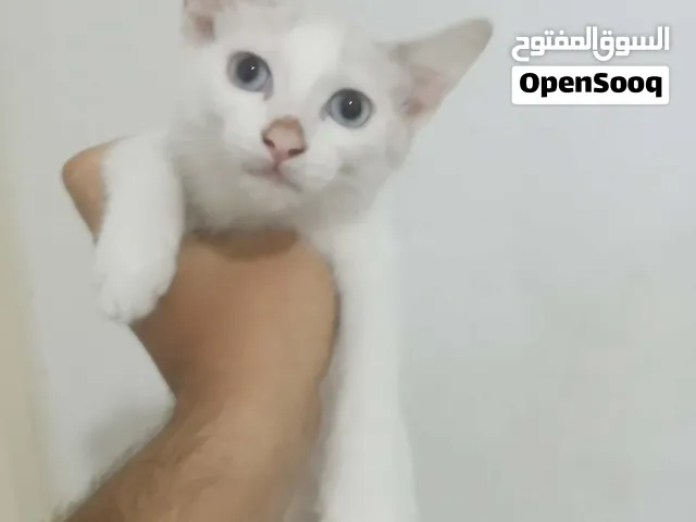 انتايه صغيره عمره 3 شهور ونص
