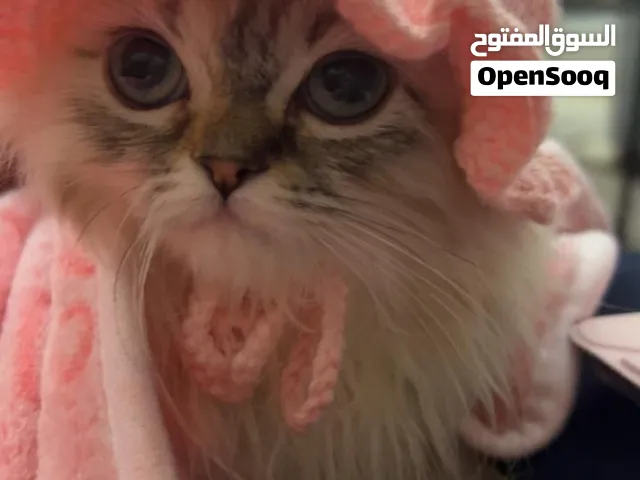 قطة للبيع بداعي السفر معها كافة المطاعيم