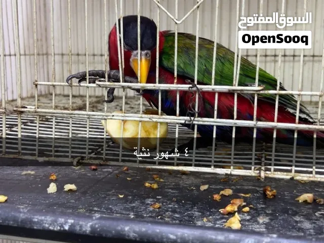 بلاك كاب لوري ذكر اليف