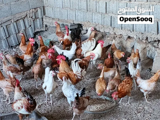 اريد لكم دجاج بلدي بياض اعمارهم 8 الى 9 شهر العدد حوالي 50