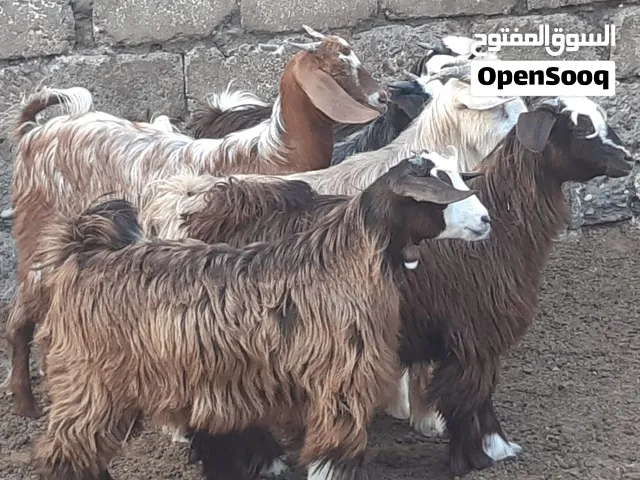 جداية ماشاء الله
