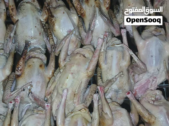 اللهم بارك فروخ حمام