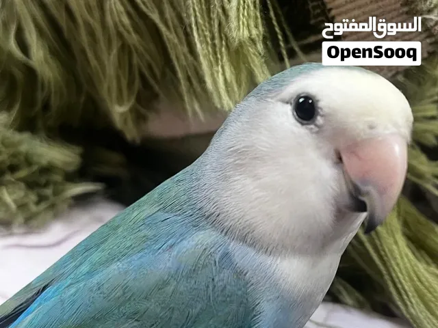 للبيع عصفور روز أليف، عمره تقريبًا سنة وشهر،صحته جيدة ونشيط جدًا.