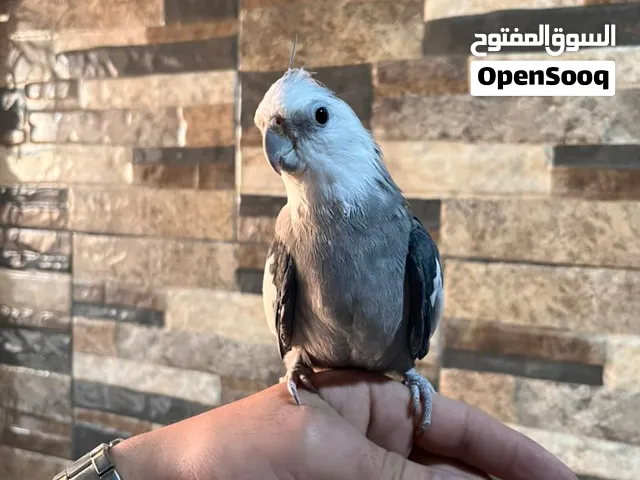 ذكر وانثى وايت فيس للبيع او للبدل على اشي اليف