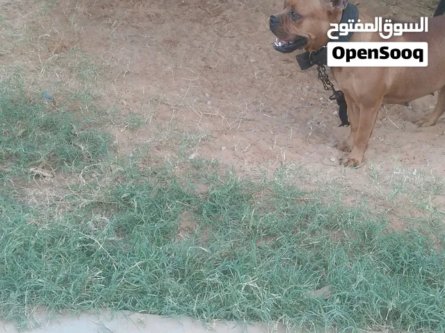 انتي نوع بكسر درجة اولة