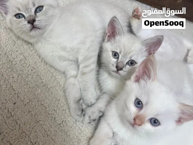 قطط همالايا مكس وسكوتش لولد