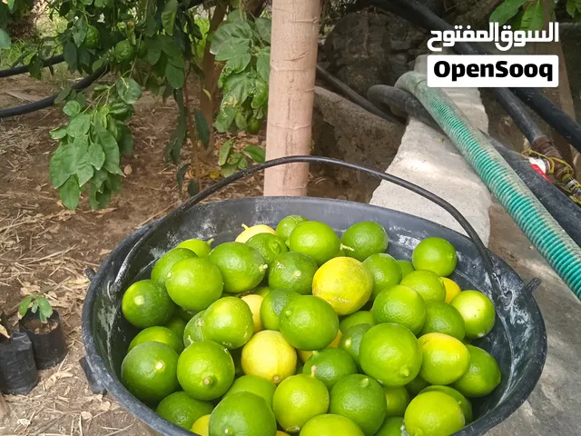 ليمون عماني حامض