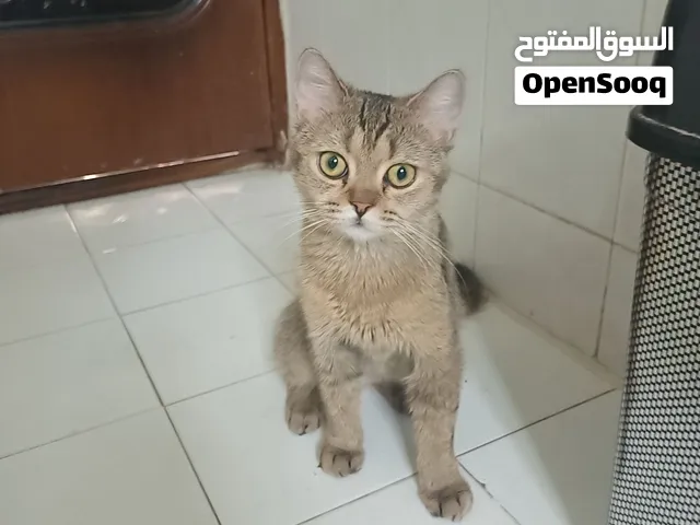 للتبني قطة بريتش شورت هير