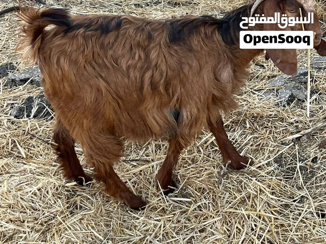 صخله 7 اشهر