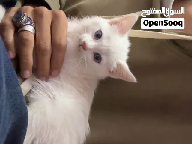قطه انغور تركي اصيل ما يتساقط شعره ابداا و كيوت مره