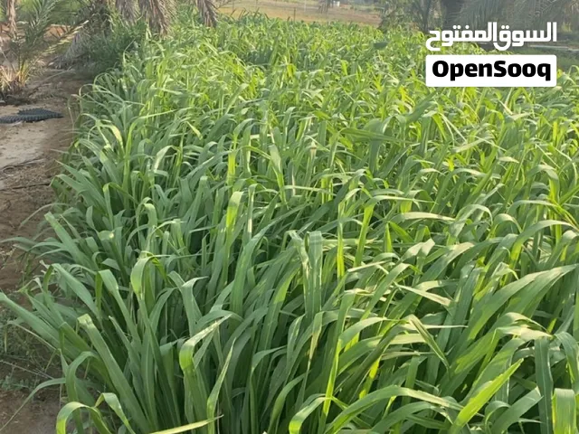 يتوفر مقطاع بونيكام قص يومي