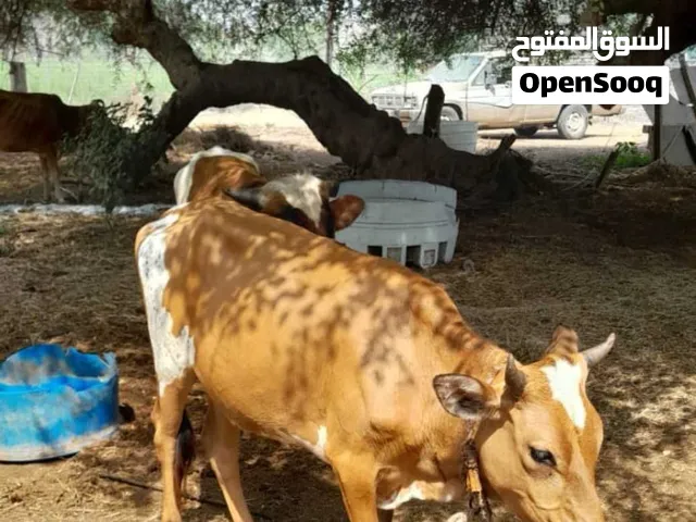 ثيران عمانية وعجلة تربية الدار