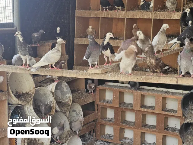 حمام برمنجهام مع حمام كويتي للبيع ..