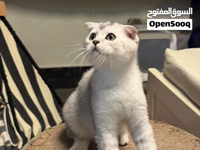 سكوتش فولد