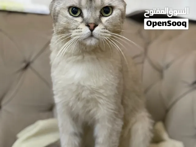 سكوتيش فولد