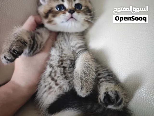 Brittish short hair kitten