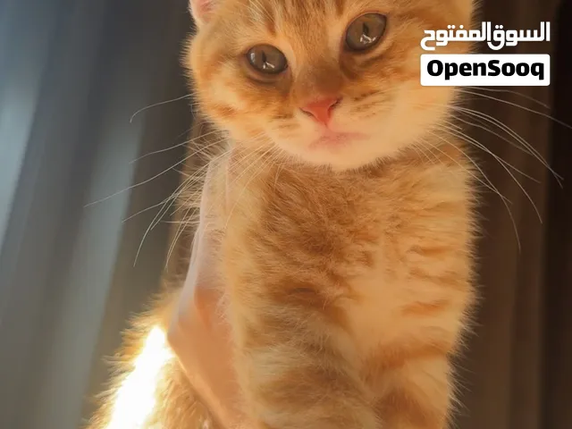 إعلان تبني قطط