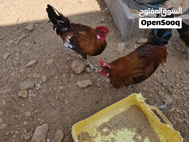 دياكه للبيع