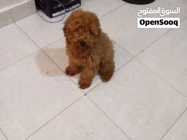 ولد توي بودل حجمه ولون مميز