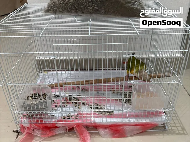 طير باين ابل عمره 5 شهور و أليف جداً و لعوب و مع قفص و أكله