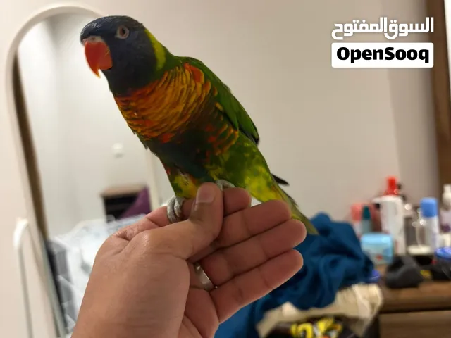 بغبغاء لوري