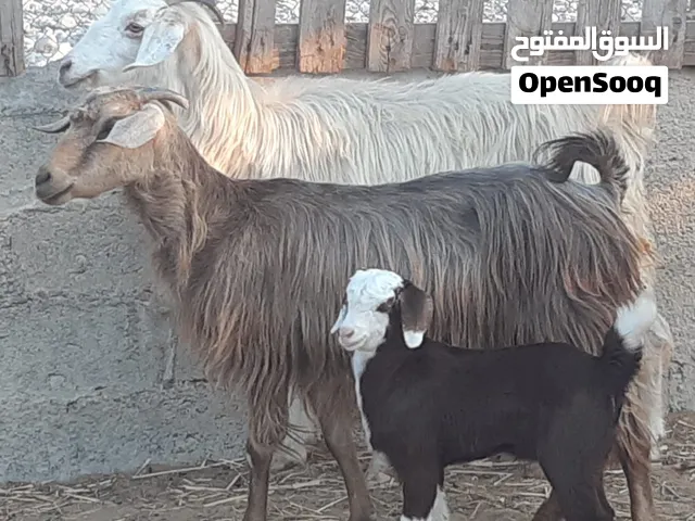 هوش من حلال الجواميد ماشاء الله