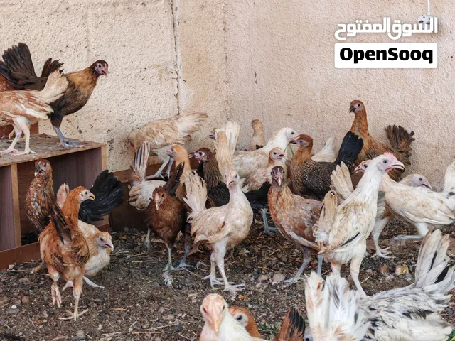 دجاج عماني بريال وميه بيسة
