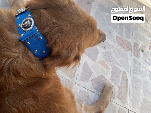 ذكر قولدن طالب الزواج فقط