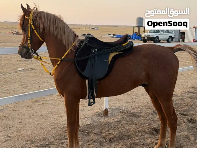 الموضوع الوفرة