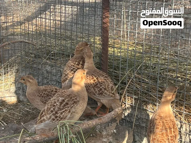 صفارد بكستانية