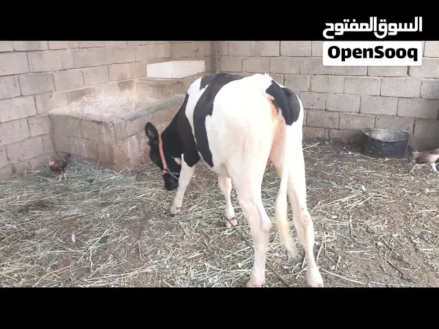 سلام عليكم بجر نوعيه جوه الفحل  مكاني ابو الخصيب العوجة الرقم