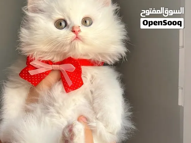 مون فيس بيور وبرا كثيفه أطراف قصيره العمر 50يوم