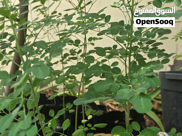 شجرة الشوع العماني