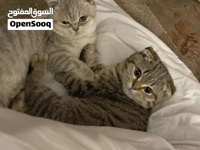 قطط اناتي سكوتس فولد وستريت