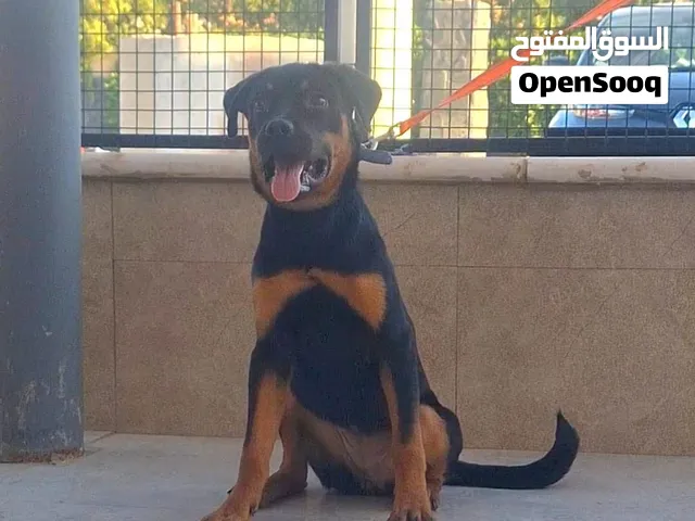 روت Rottweiler مع جميع المطاعيم ومايكروشيب التسليم في عياده بيطريه وخدمه التوصيل