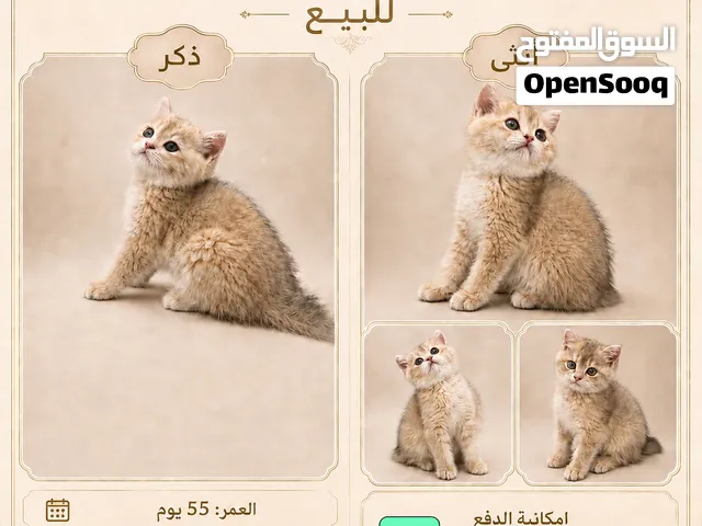 قطط British Shorthair  – ذكرين وأنثى