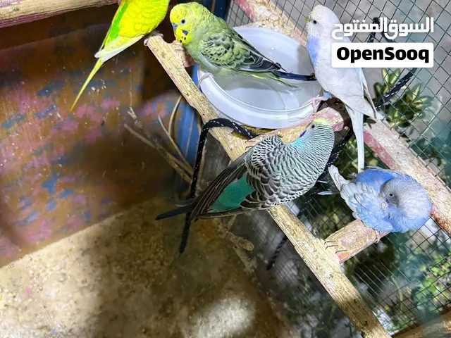 طيور حب نظيفات بزارات شراي خاص