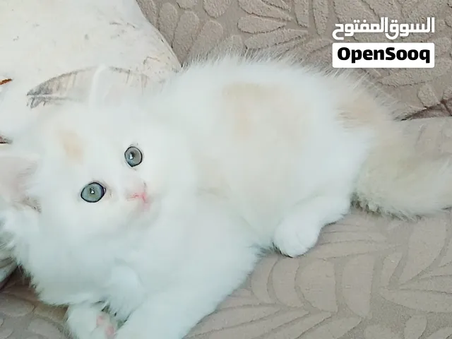 kittens Persian bure 50 days used litter box
