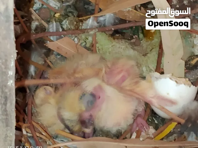 حمام البيع