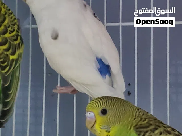 طيور بادجي