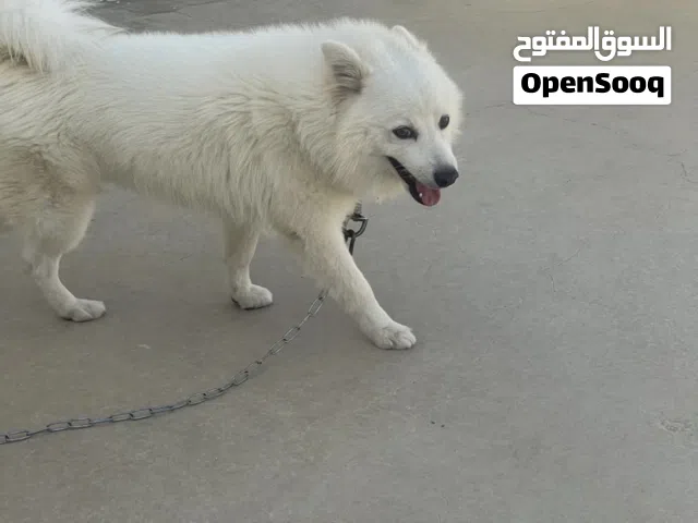 بومارينيان شبيتس ابيضّ شعر كثيف