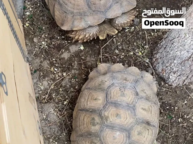 زوج سلاحف سلكاتا الافريقية العملاقة ذكر حجمه 55 سانتي وانثى حجمها 45 سانتي بسعر 4500 درهم  فعجمان